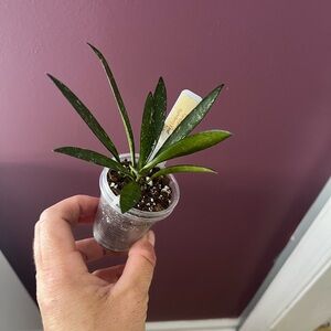 Hoya Tanggamus Bamboo Leaf